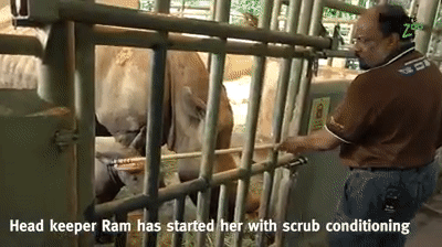 萌翻全世界,新加坡動物園迎來“愛刷牙”的白犀牛寶寶