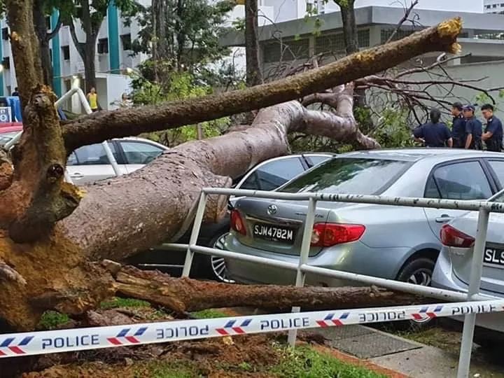 新加坡15米大树暴风雨中倒下，砸烂豪华奔驰车