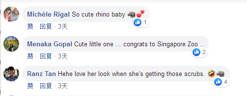 萌翻全世界,新加坡動物園迎來“愛刷牙”的白犀牛寶寶