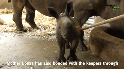 萌翻全世界,新加坡動物園迎來“愛刷牙”的白犀牛寶寶