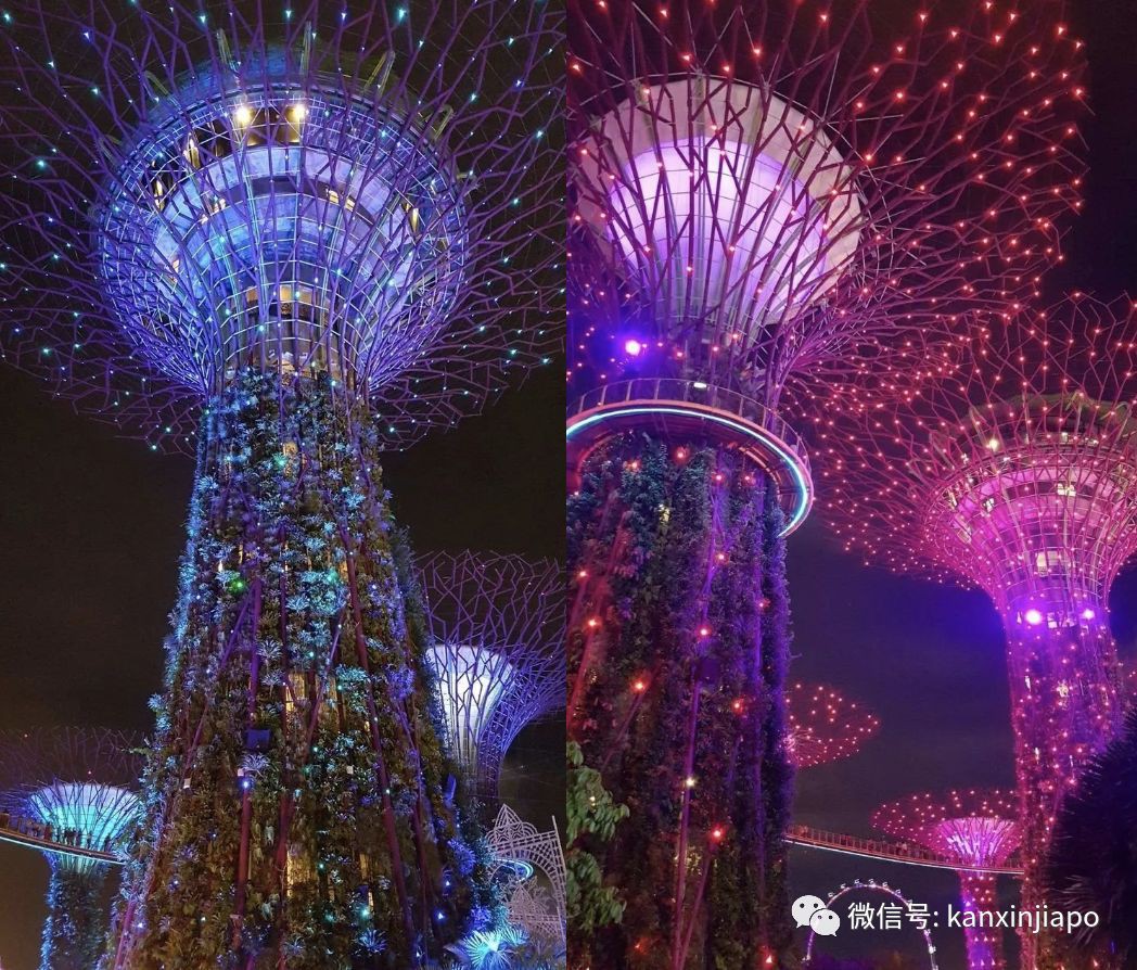 实拍！在新加坡这里过圣诞，置身阿凡达的梦幻世界！