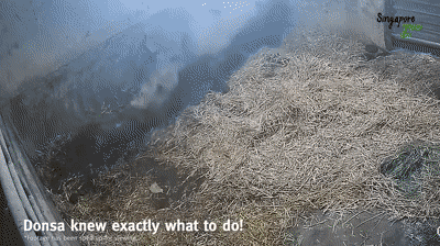 萌翻全世界,新加坡動物園迎來“愛刷牙”的白犀牛寶寶