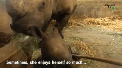 萌翻全世界,新加坡動物園迎來“愛刷牙”的白犀牛寶寶