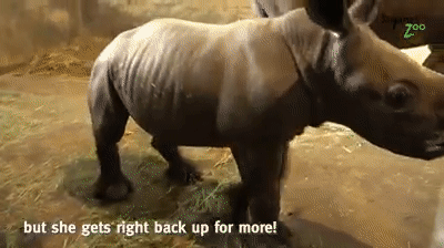 萌翻全世界，新加坡动物园迎来“爱刷牙”的白犀牛宝宝