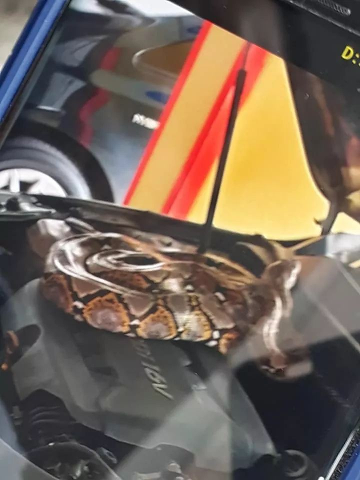 引擎盖内惊现巨蟒，新加坡车主拆车只为送走它……