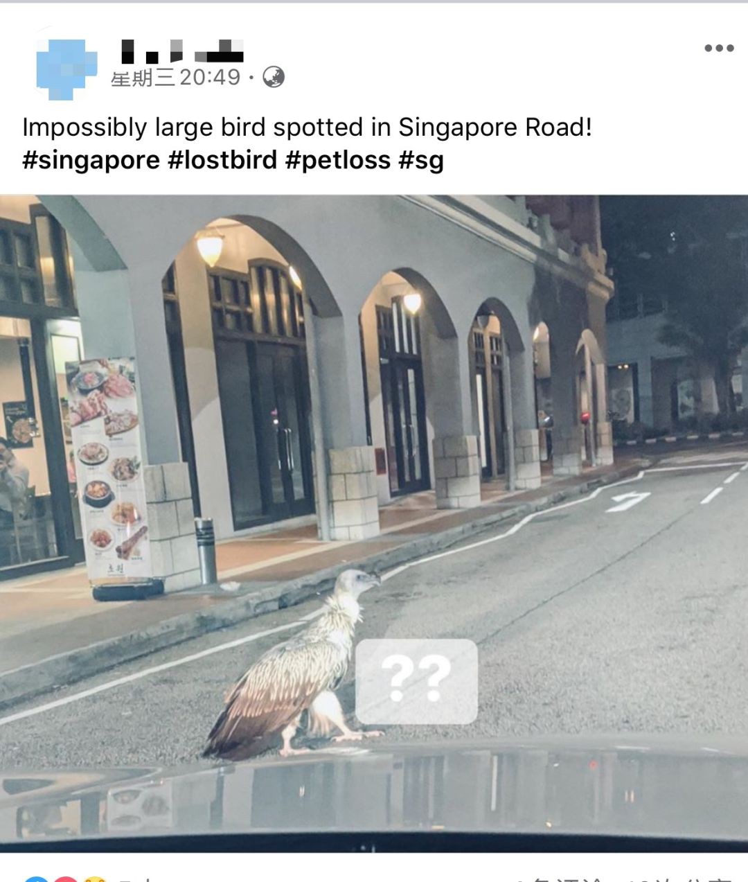 市区惊现罕见秃鹰，新加坡根本就是个野生动物园！
