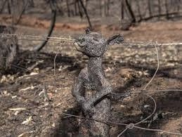 澳洲林火肆虐5亿动物惨死，新加坡国防部派空军援助