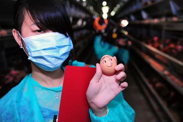 新加坡食品局下令，禁售来自这个国家的鸡蛋！