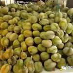 受疫情影响价格减半,马来西亚大批榴梿将涌入新加坡