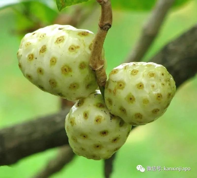 以前，在新加坡有種叫“啞巴籽”的果子，現在還有嗎
