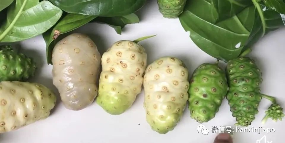 以前，在新加坡有種叫“啞巴籽”的果子，現在還有嗎