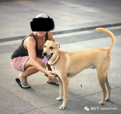 主人怕兩歲小狗咬傷小孩,竟把它人道毀滅......