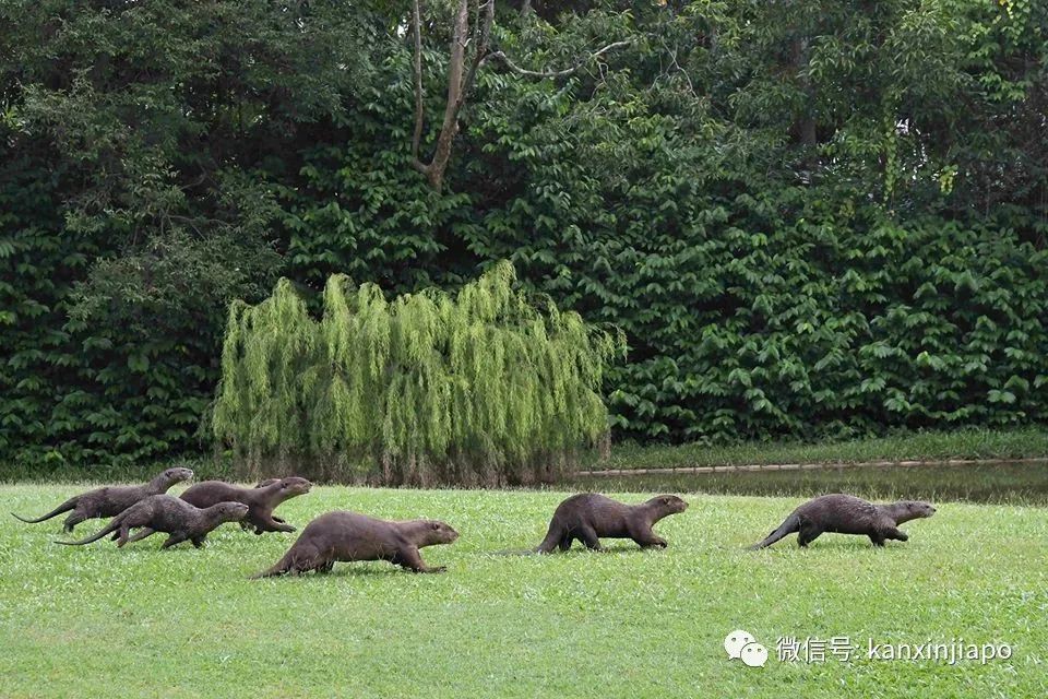 7只水獭在新加坡总统府呆了6天