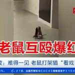 新加坡组屋楼下两只老鼠打架,看呆了旁边的猫还上了中国中央电视台!