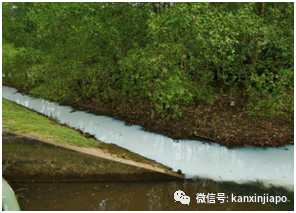 新加坡竟然出现“美丽”的牛奶河，但却是因污染造成！