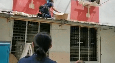 警方冒着生命危险，爬上屋顶救下猫咪