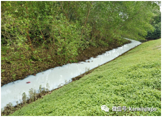 新加坡竟然出现“美丽”的牛奶河，但却是因污染造成！