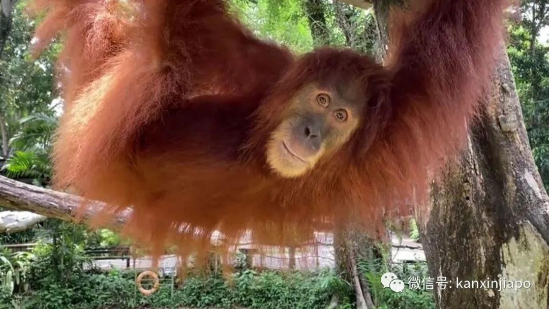 開放助養計劃！新加坡動物園呼籲愛心人士幫忙