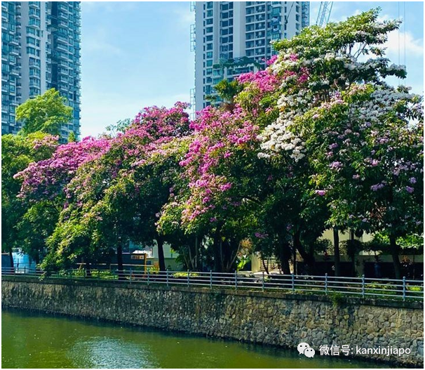 缤纷九月！新加坡处处花团锦簇，斗艳争芳“秋意浓”