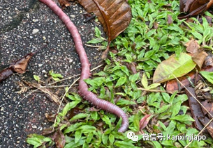 肥嫩多汁，新加坡水池惊现150厘米巨型蠕虫
