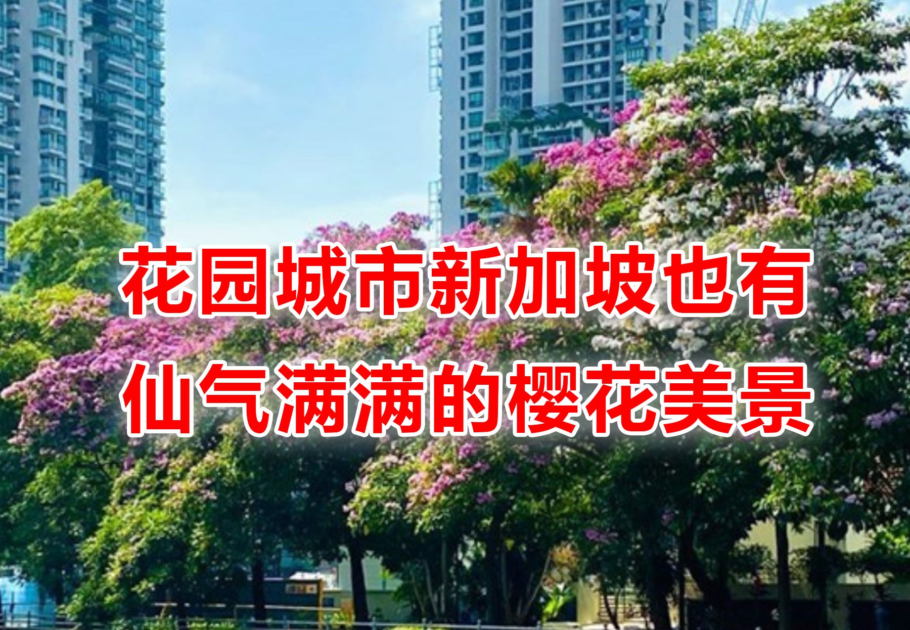 缤纷九月!新加坡处处花团锦簇,斗艳争芳“秋意浓”