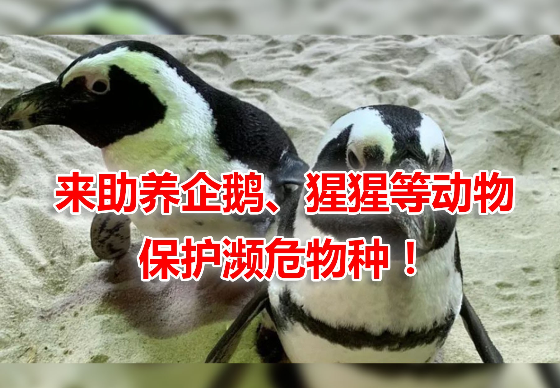 开放助养计划!新加坡动物园呼吁爱心人士帮忙