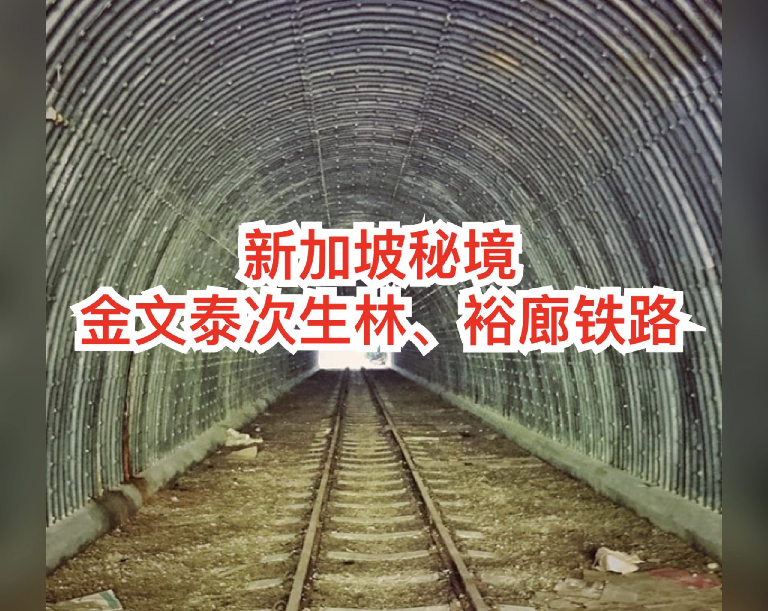 隐藏多年在金文泰的仙境,竟是新加坡面积第二大次森林