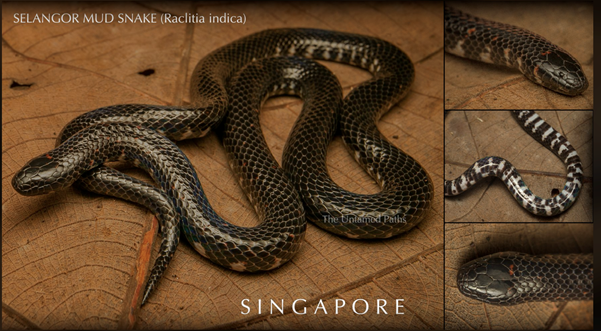 百年一见，新加坡又现稀有蛇种
