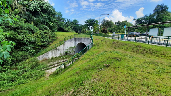 隱藏多年在金文泰的仙境,竟是新加坡面積第二大次森林