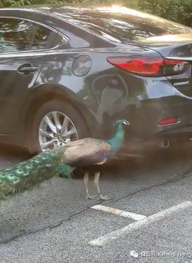 奇葩！新加坡孔雀和黑色轿车“打架”，原来是这个原因