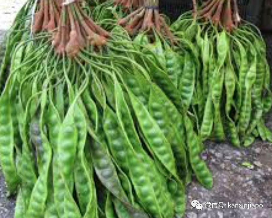 新马丛林里出现的巨型“豌豆”究竟是什么？