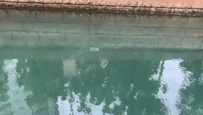 圣淘沙水域再次出现全球最致命水母，这个海滩禁止访客下水