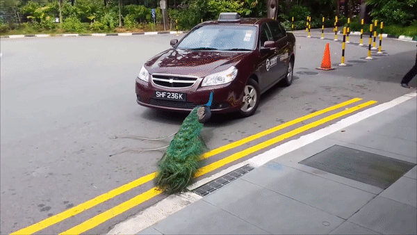 奇葩！新加坡孔雀和黑色轿车“打架”，原来是这个原因