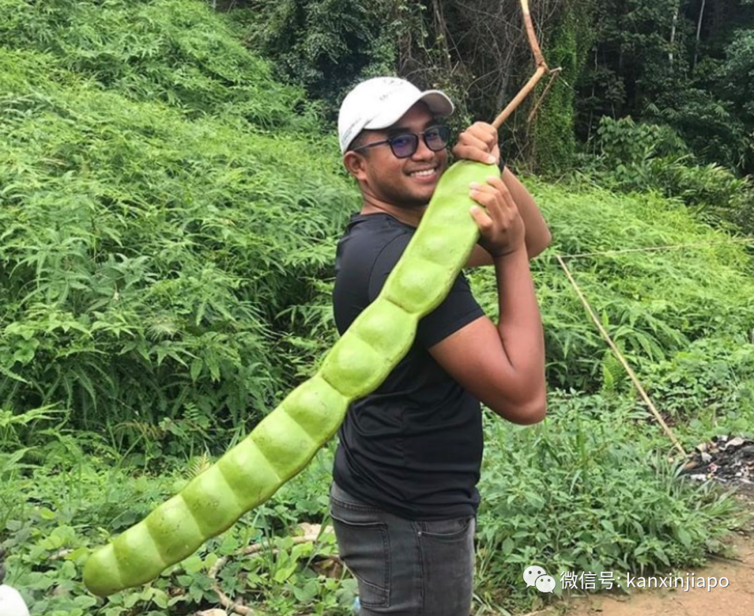 新馬叢林裏出現的巨型“豌豆”究竟是什麽？