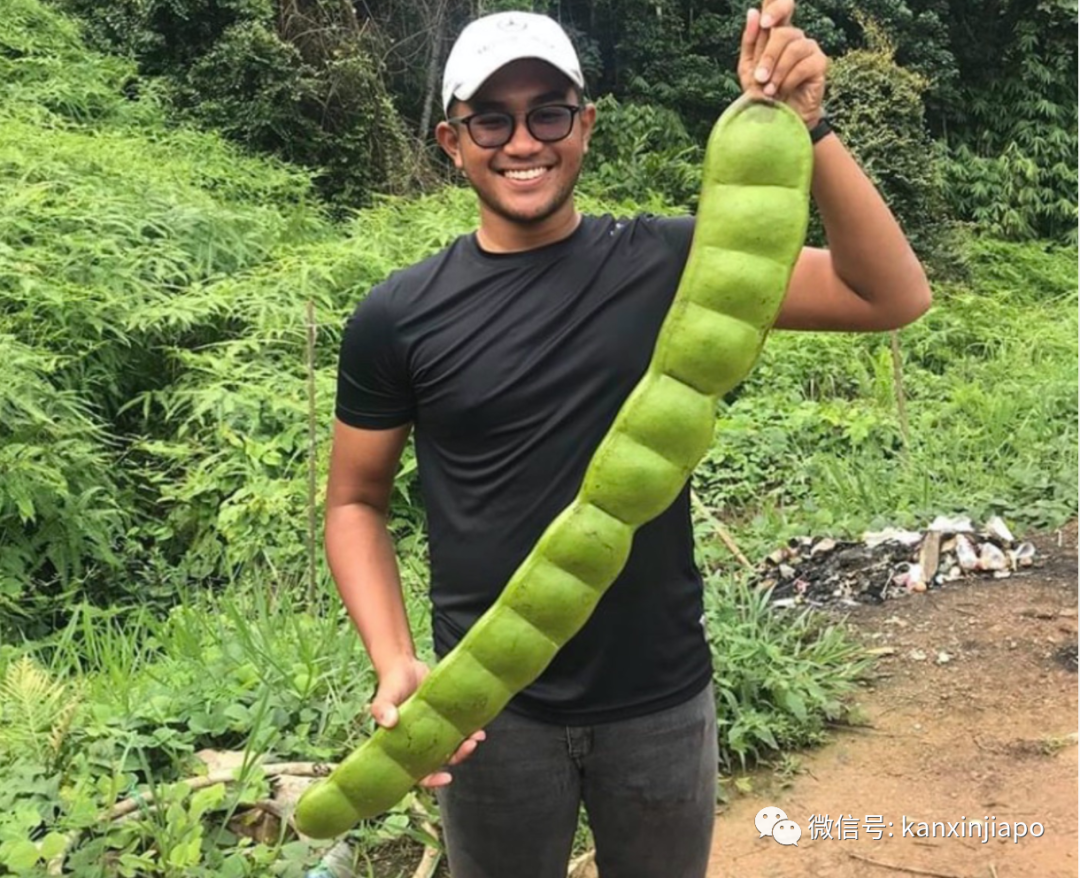 新马丛林里出现的巨型“豌豆”究竟是什么？