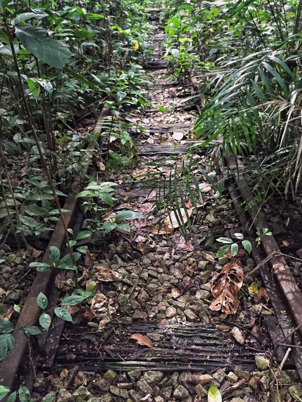 隱藏多年在金文泰的仙境,竟是新加坡面積第二大次森林