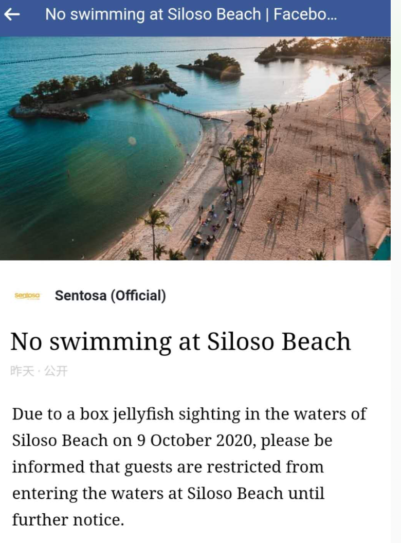 圣淘沙水域再次出现全球最致命水母，这个海滩禁止访客下水