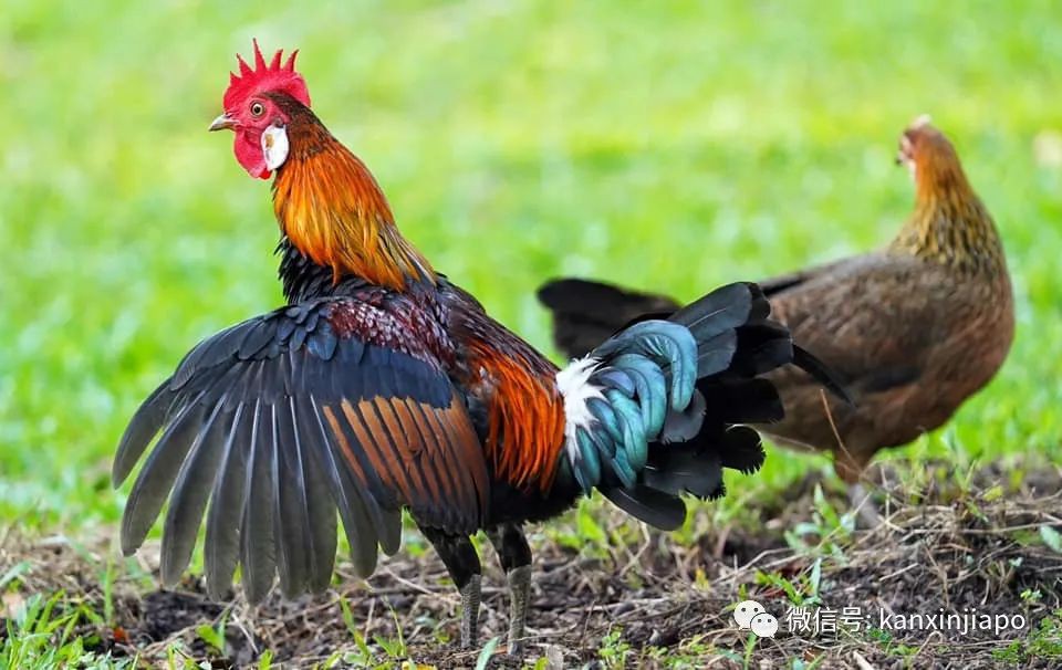 被部長點名的新加坡野雞,居然是8000歲的祖宗