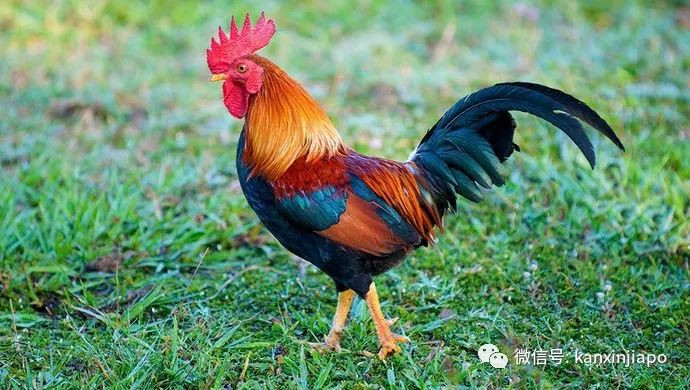 被部長點名的新加坡野雞,居然是8000歲的祖宗