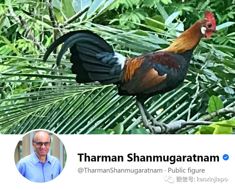 被部長點名的新加坡野雞,居然是8000歲的祖宗