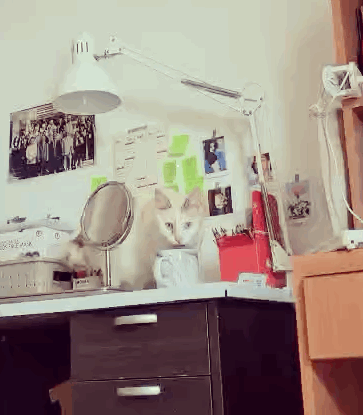 猫咪找到新主人啦，感谢好心人士领养