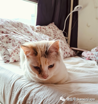 猫咪找到新主人啦，感谢好心人士领养