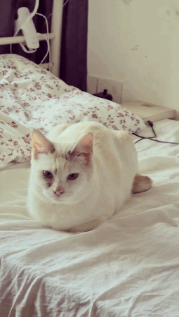 猫咪找到新主人啦,感谢好心人士领养