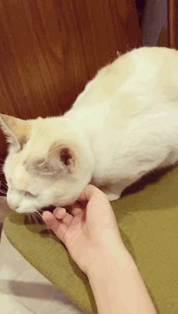 猫咪找到新主人啦，感谢好心人士领养