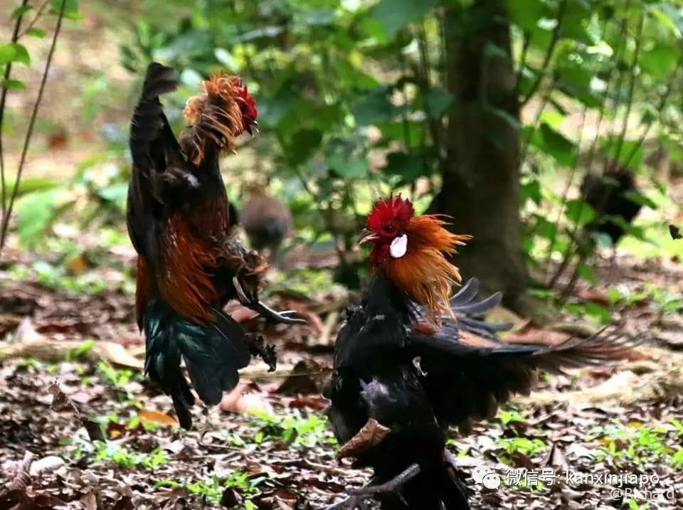 被部長點名的新加坡野雞,居然是8000歲的祖宗
