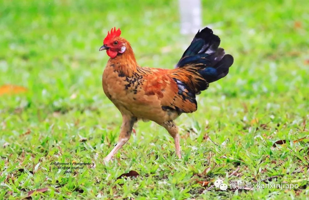 被部長點名的新加坡野雞,居然是8000歲的祖宗