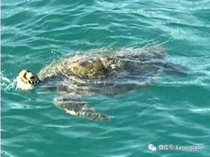 难得画面！珍稀海龟现身新加坡南部海域