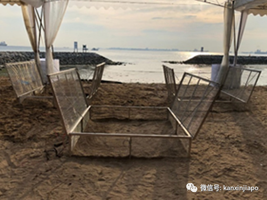 难得画面！珍稀海龟现身新加坡南部海域