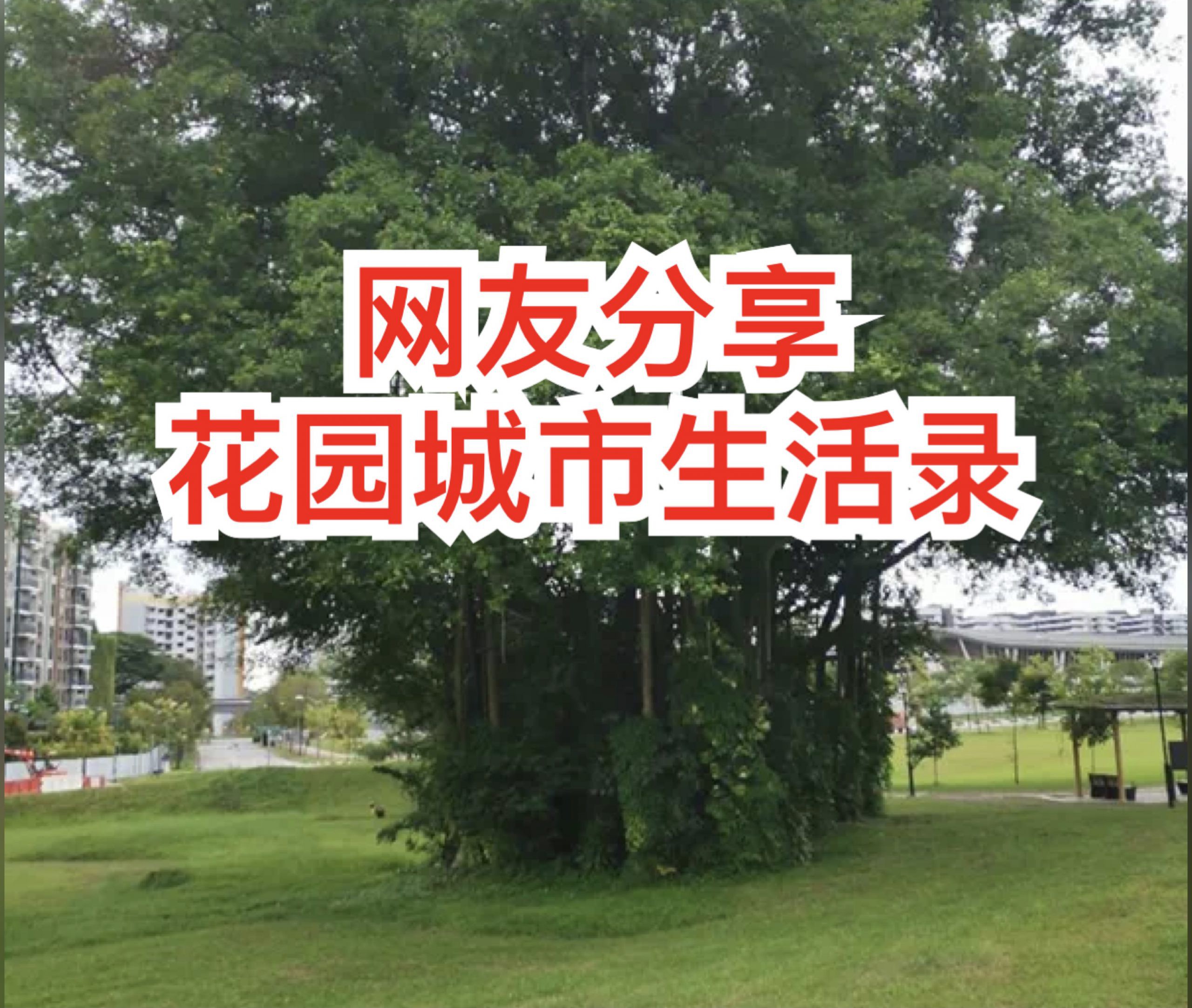 狮城青青草,小八哥鸟生活在“快乐天堂”
