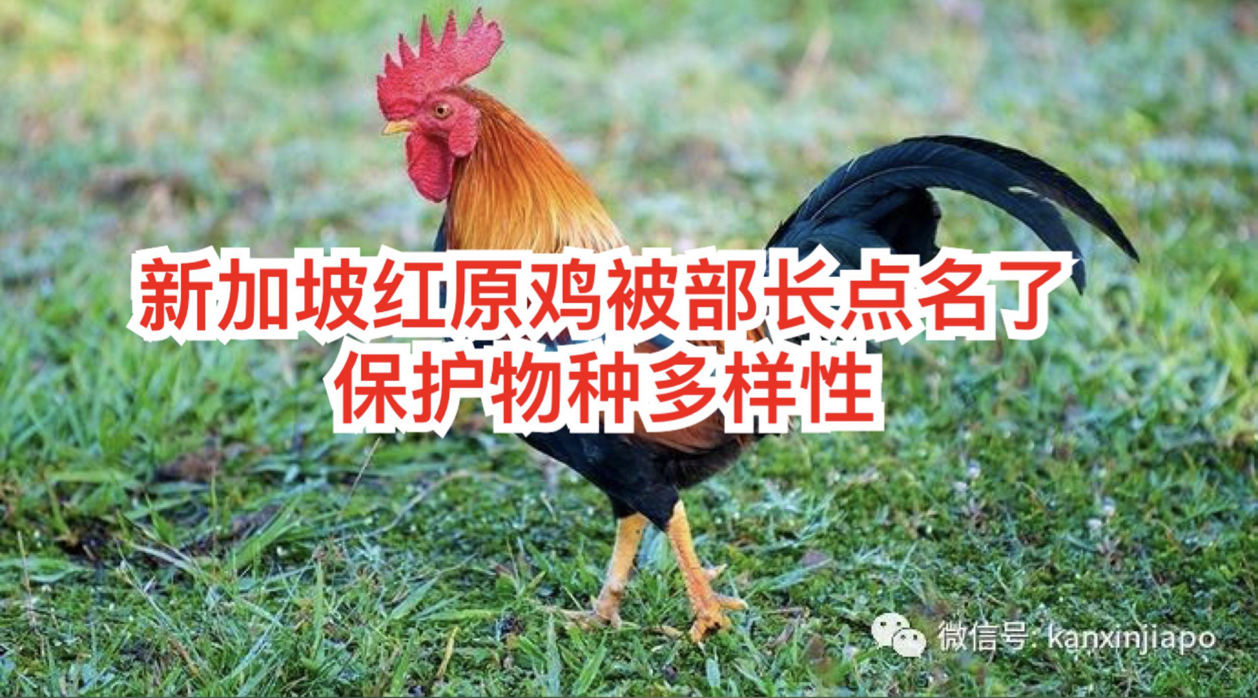 被部长点名的新加坡野鸡,居然是8000岁的祖宗